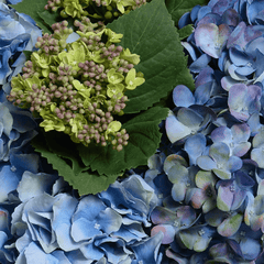 Hydrangea Blue & Green Bouquet Arrangement - Our Boat House