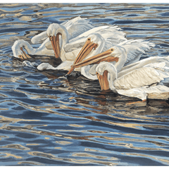 Six White Pelicans Giclee - Our Boat House