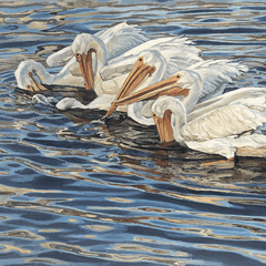 Six White Pelicans Giclee - Our Boat House