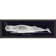 Trumpo (Sperm) Whale - Framed Giclee - Our Boat House